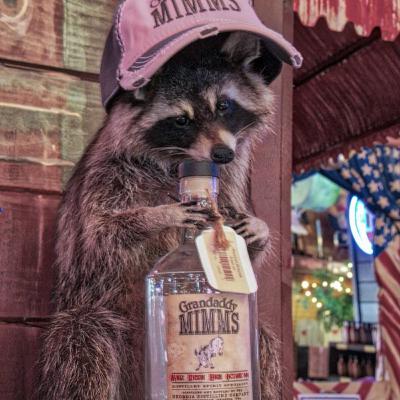 Trash Panda