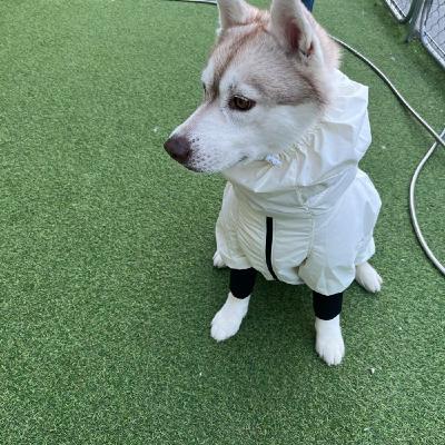 冬に気をつけている愛犬の皮膚トラブル