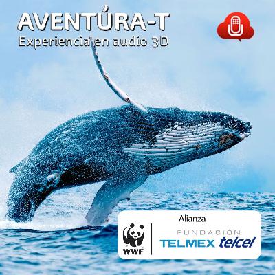 E2-T2 Ballenas en México, un concierto submarino