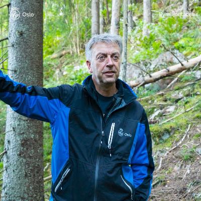 Trærnes betydning for mennesket, miljøet og dyrene