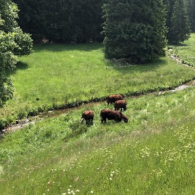 La Meurthe à vélo- Mit dem Rad entlang der Meurthe - Teil 1