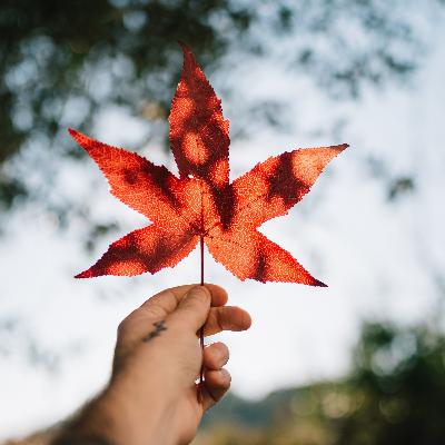 Una historia de vida en Canadá de una mujer emprendedora, venezolana. IG @silviasacademy