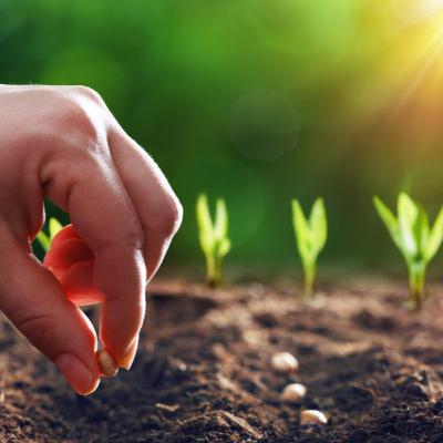 seedlings ..... seedlings .....