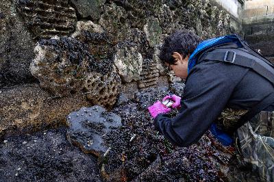 One year in, sea creatures have turned the Seaport's 'living seawall' into a home One year in, sea creatures have turned the Seaport's 'living seawall' into a home