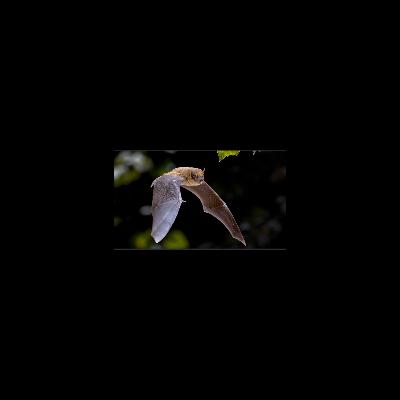 Batty about Bats - Sciathán Leathair