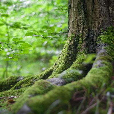 Der Wert der Natur Der Wert der Natur