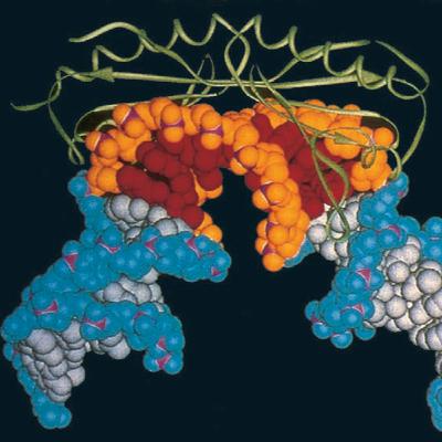 General Transcription Factors in Eukaryotes (CMB part 9) General Transcription Factors in Eukaryotes (CMB part 9)