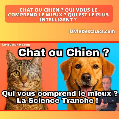 Chat ou chien : qui vous comprend le mieux ? Qui est le plus intelligent ?