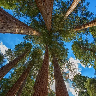 The Best Things in Life are Tree(s) The Best Things in Life are Tree(s)