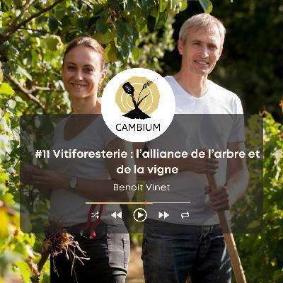 #11 - Vitiforesterie : l'alliance de l'arbre et de la vigne