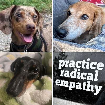 S7 Ep4: WGP SPECIAL BONUS EPISODE: 3 Doxies, 3 IVDD Surgeries — One Big Rescue Family