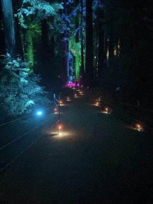 Sequoias at Night-A Walk in the (Lighted)Woods Sequoias at Night-A Walk in the (Lighted)Woods