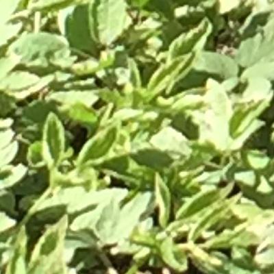 10 Minutes of I-75 Windows Down