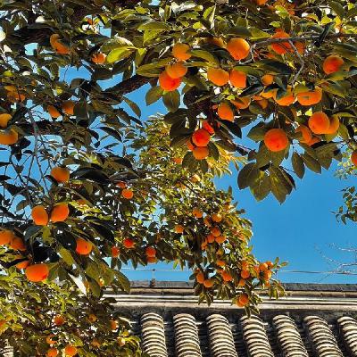 我爱家乡的柿子（三年级）