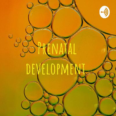 Prenatal development