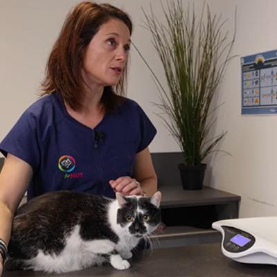 Socrate est en surpoids ! Suivez la consultation vétérinaire du Dr Maud Clavel - Conseils pour faire maigrir son chat en surpoids