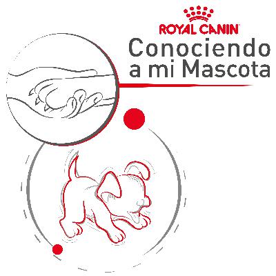 Cachorros