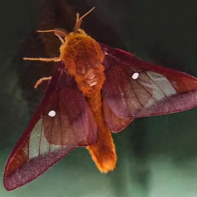 #16—A Week Just For Moths