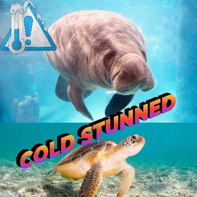 Cold Stunned Manatees and Turtles - Kathryn Gentile Mote Marine Lab