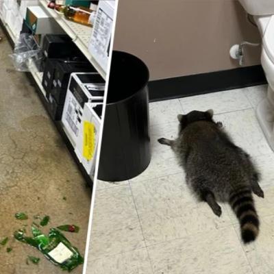 The Drunk Raccoon & The Wild World of Prison Wine The Drunk Raccoon & The Wild World of Prison Wine