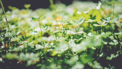Episode 4 -James Santangelo - Clover Hunter Extraordinaire: Plant Communication and Urban Ecology