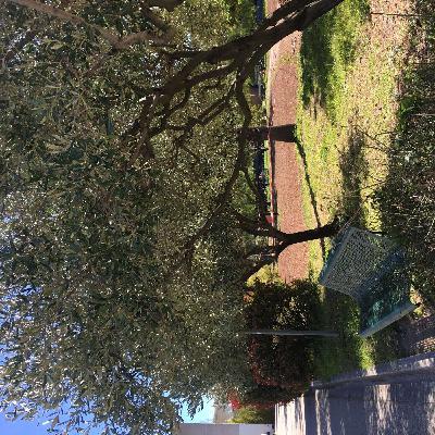 Mer Invisible #4 - Éric Chabé | Les amandiers : partager le savoir Mer Invisible #4 - Éric Chabé | Les amandiers : partager le savoir