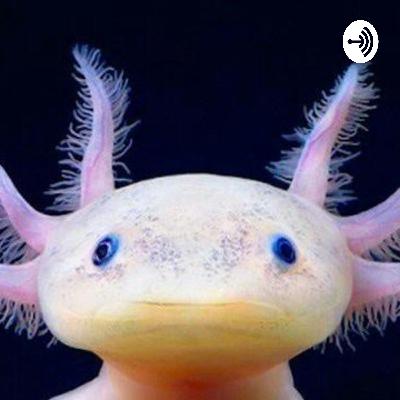 Conservación de los ajolotes