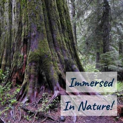 Among the redcedars - 10 hours of morning songs of varied thrush and Townsend’s warbler - los cantos del mirlo cinchado y del chipe de Townsend en bosque de tuya gigante