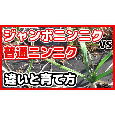 ジャンボニンニクvs普通ニンニク違いと育て方を徹底解説！