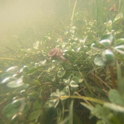 Like A Radio - Soul Eater OST