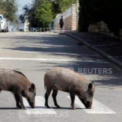 Dois porcos, dois - A QU4DRILHA 137 Dois porcos, dois - A QU4DRILHA 137