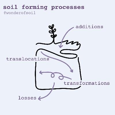 Soils are always forming, and so are we Soils are always forming, and so are we