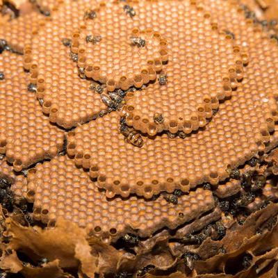 Aula 2 - A colônia de abelhas sem ferrão