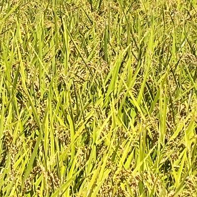 お米の話　ウガンダ🇺🇬編