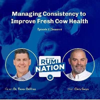 Managing Consistency to Improve Fresh Cow Health