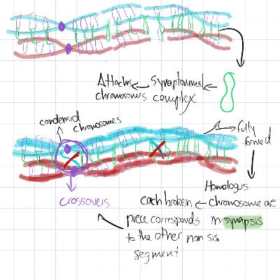 Chromosome cross over - Episode 16#