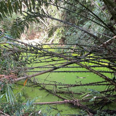 Jungle - SWAMP - Faint Insect Drone - Some Insect Chirps and Nearby Frog Groans