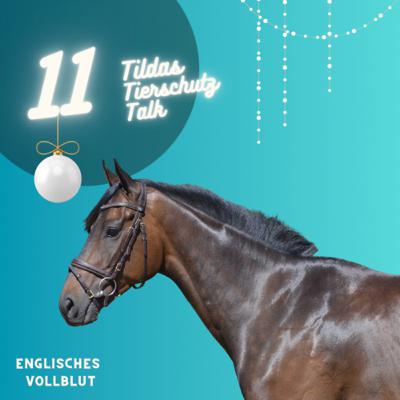 11. Türchen ✨