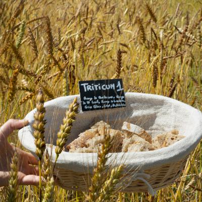 Triticum, association engagée pour la multiplication et la diffusion des semences paysannes Triticum, association engagée pour la multiplication et la diffusion des semences paysannes