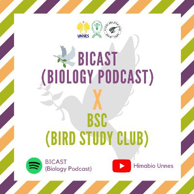 Pelatuk BSC (Burungku, Burungmu, Burung Kita Semua) Pelatuk BSC (Burungku, Burungmu, Burung Kita Semua)