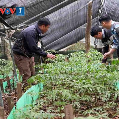 Hợp tác xã Khun Há (Lai Châu) phát triển cây dược liệu dưới tán rừng