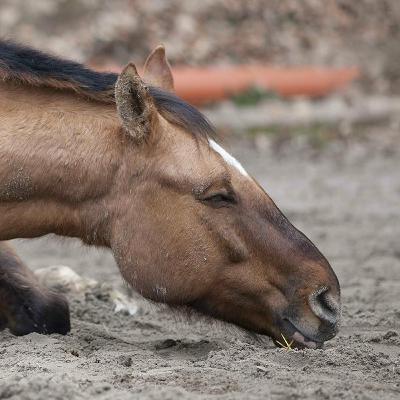 The Horse and The Goat - A Funny Story (Hindi)