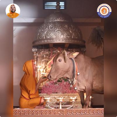 Doesn't concentration get disrupted when a cow comes to puja? | Spiritual talk with SriSamsthana Doesn't concentration get disrupted when a cow comes to puja? | Spiritual talk with SriSamsthana