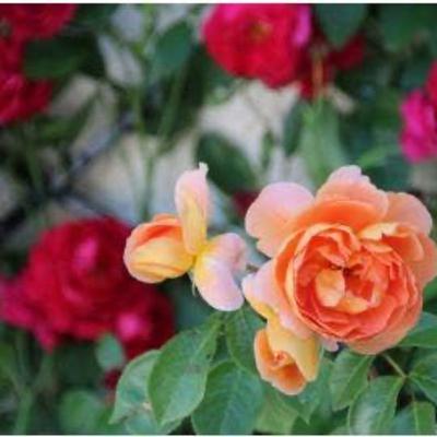2.2🌹 Rozengeuren en rozen keuren