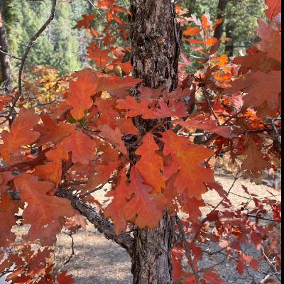 🍁 Autumn Leaves & Pumpkins 🎃 Please🍁
