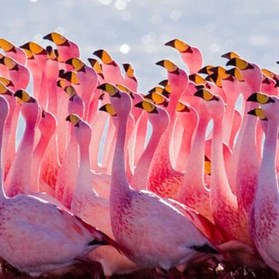#12: Flamingoes are actually white!?