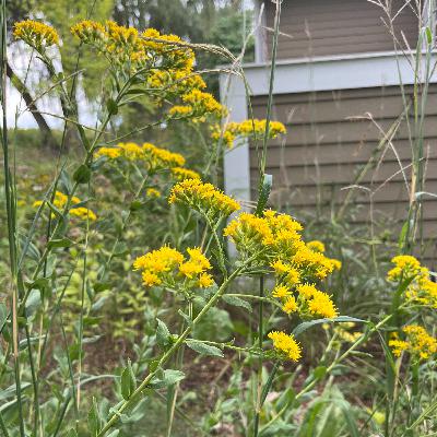 Goldenrod for the Mid-Atlantic
