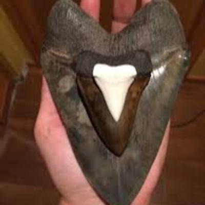 Fascinating Fossils!
