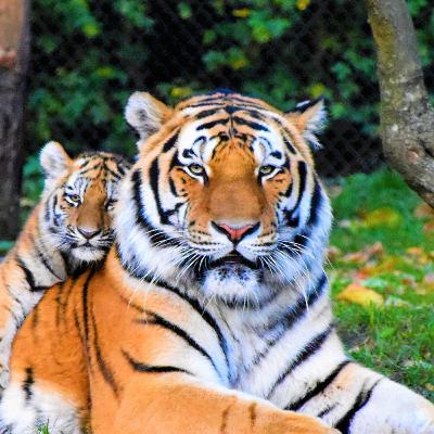 Tigre
