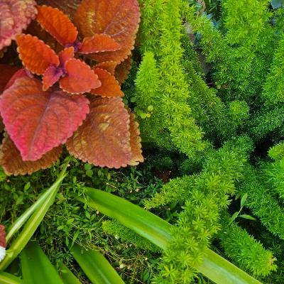 Meterse en un jardín | Recorrido por jardines que nos emocionan